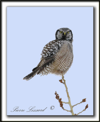 CHOUETTE PERVIRE /  NORTHERN HAWK OWL    _MG_1983c