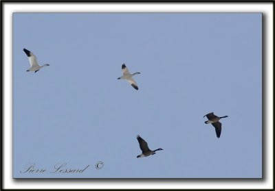 _MG_3305a  -  NOIR ET BLANC,  BERNACHES DU CANADA ET OIES BLANCHES  /  CANADA GEESE AND SNOW GEESE