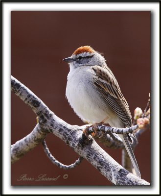 BRUANT FAMILIER  /  CHIPPING SPARROW   _MG_0091b
