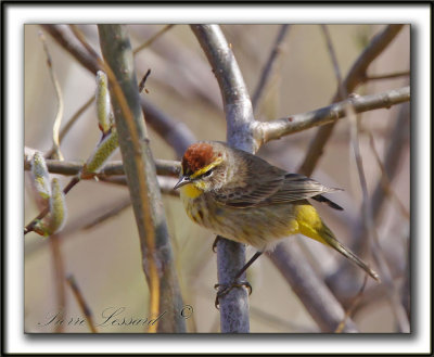 PARULINE  COURONNE ROUSSE au printemps  /  PALM WARBLER in spring time    _MG_0461a