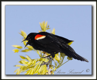 CAROUGE  PAULETTES, mle  /  RED-WINGED BLACKBIRD, male   _MG_2627a