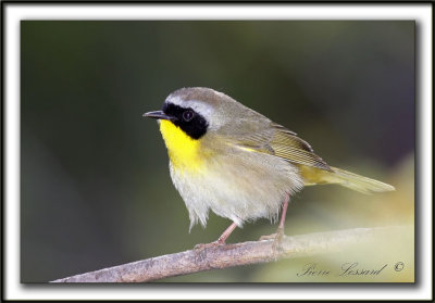  PARULINE MASQUE  mle  /  COMMON YELLOWTHROAT WARBLER, male    _MG_0073a