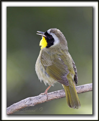  PARULINE MASQUE  mle  /  COMMON YELLOWTHROAT WARBLER, male    _MG_0075a