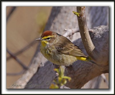 PARULINE  COURONNE ROUSSE au printemps  /  PALM WARBLER in spring time    _MG_0505a