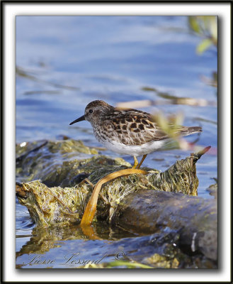 BCASSEAU MINUSCULE  /  LEAST SANDPIPER   _MG_2978c