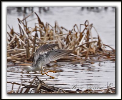 GRAND CHEVALIER   /   GREATER YELLOWLEGS    MG_1145b