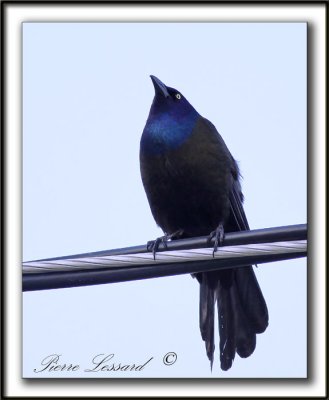 QUISCALE BRONZ  /  COMMON GRACKLE    _MG_9371a