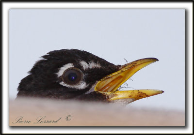  MERLE D'AMRIQUE   /   AMERICAN ROBIN   _MG_9412a