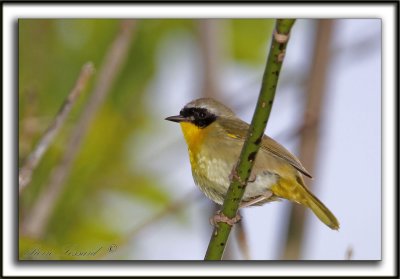 PARULINE MASQUE  mle  /  COMMON YELLOWTHROAT WARBLER, male    _MG_0283b