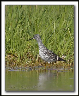 GRAND CHEVALIER   /   GREATER YELLOWLEGS    _MG_2256a