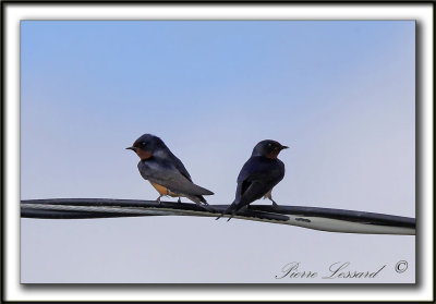 HIRONDELLE RUSTIQUE  /  BARN SWALLOW   _MG_4292c