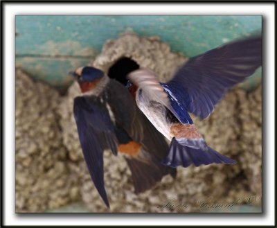 HIRONDELLE  FRONT BLANC  /  CLIFF SWALLOW    _MG_4668a