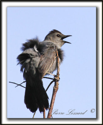  MOQUEUR CHAT  /  GRAY CATBIRD      _MG_5342a