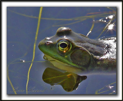 GRENOUILLE  /  FROG    _MG_4061d