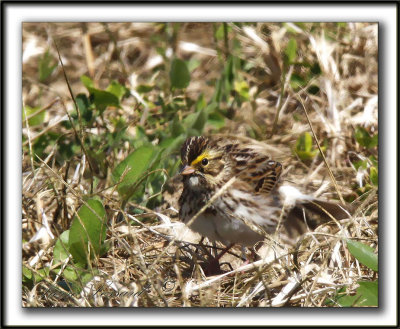 BRUANT DES PRS / SAVANNAH SPARROW    _MG_4221a