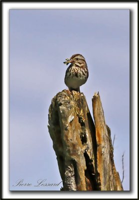 BRUANT CHANTEUR / SONG SPARROW    _MG_4175a