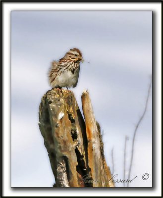 BRUANT CHANTEUR  /  SONG SPARROW    _MG_4176b