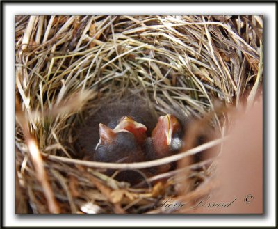 BRUANT CHANTEUR , jeune  / SONG SPARROW, immature    _MG_5419a