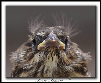 BRUANT CHANTEUR , jeune  / SONG SPARROW, immature    _MG_6108a