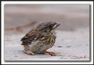 BRUANT CHANTEUR , jeune  / SONG SPARROW, immature    _MG_6110a