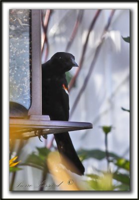  HYBRIDE CAROUGE  PAULETTE  /  RED-WINGED BLACKBIRD HYBRID   _MG_6254a