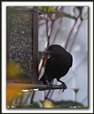  HYBRIDE CAROUGE  PAULETTE  /  RED-WINGED BLACKBIRD HYBRID   _MG_6258a