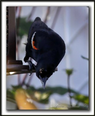  HYBRIDE CAROUGE  PAULETTE  /  RED-WINGED BLACKBIRD  HYBRID  _MG_6267a