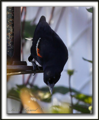  HYBRIDE CAROUGE  PAULETTE  /  RED-WINGED BLACKBIRD  HYBRID   _MG_6270a