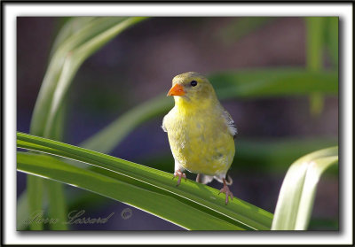 CHARDONNERET JAUNE / AMERICAN GOLDFINCH   _MG_6231b