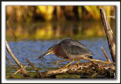 _MG_2801aaa   -   HERON VERT ATTRAPANT UNE LIBELLULE  /  GREEN HERON CATCHING A DRAGON-FLY