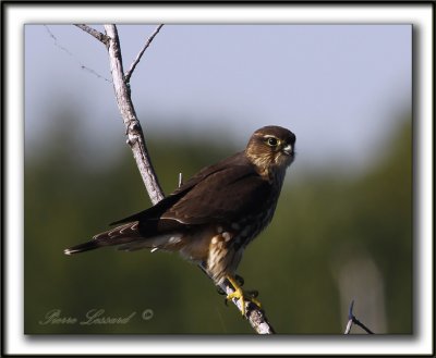 FAUCON MERILLON   /   MERLIN     _MG_3220a