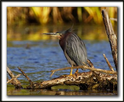  HERON VERT  /  GREEN HERON    _MG_2821a