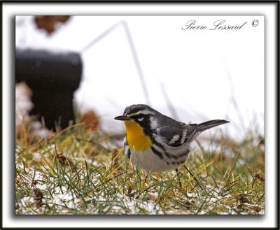 PARULINE  GORGE JAUNE, mle   /   YELLOW-THROATED WARBLER, male    _MG_6983 aa