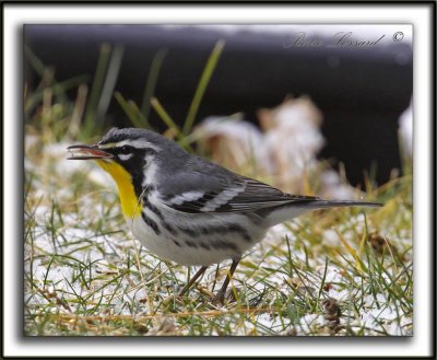 PARULINE  GORGE JAUNE, mle   /   YELLOW-THROATED WARBLER, male    _MG_6986 aaa