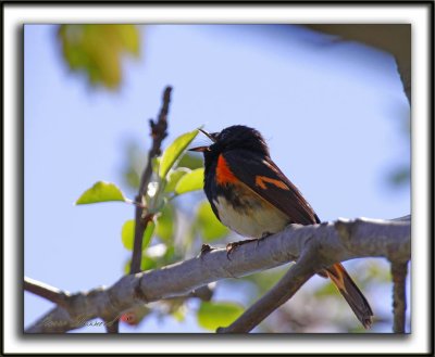 PARULINE FLAMBOYANTE, mle   /    AMERICAN RESTART, male   _MG_9340 a