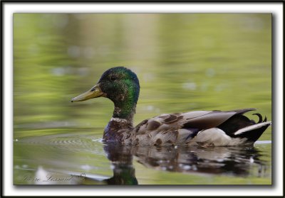 CANARD COLVERT, mle  /  MALARD, male    _MG_0335 a