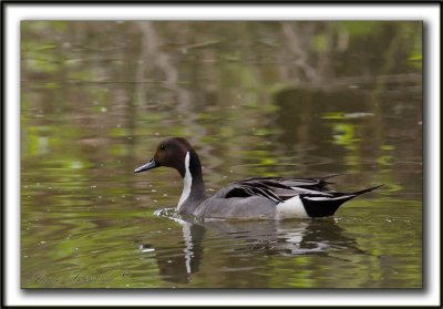 CANARD PILET, mle   /    NORTHERN PINTAIL, male    _MG_7115 a