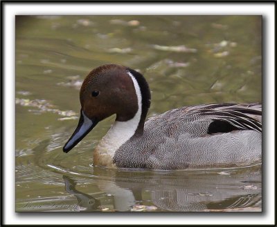 CANARD PILET, mle   /    NORTHERN PINTAIL, male    _MG_7125 a