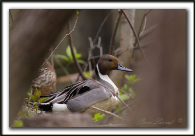 CANARD PILET, mle   /    NORTHERN PINTAIL, male    _MG_7137 a