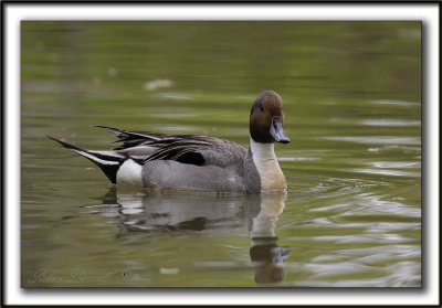 CANARD PILET, mle   /    NORTHERN PINTAIL, male    _MG_7172 a