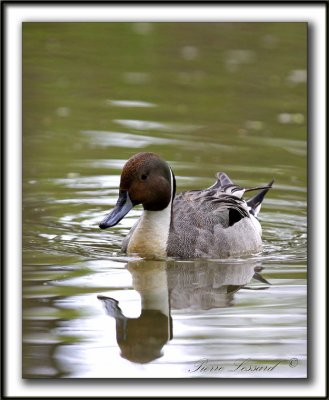 CANARD PILET, mle   /    NORTHERN PINTAIL, male    _MG_7188 a