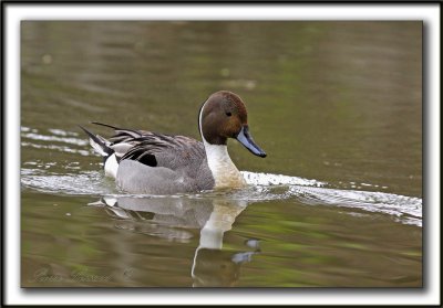 CANARD PILET, mle   /    NORTHERN PINTAIL, male    _MG_7381 a