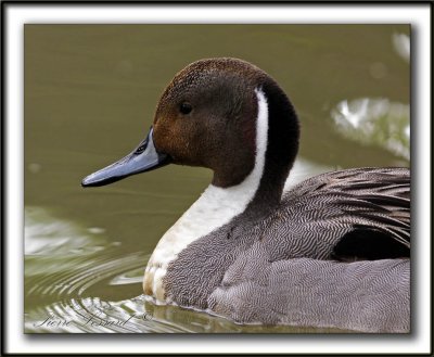 CANARD PILET, mle   /    NORTHERN PINTAIL, male    _MG_7391a