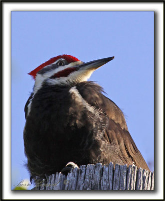 GRAND-PIC   /   PILEATED WOODPECKER    _MG_0538 a