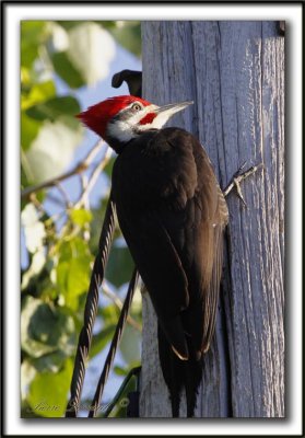 GRAND-PIC   /   PILEATED WOODPECKER    _MG_0587 a