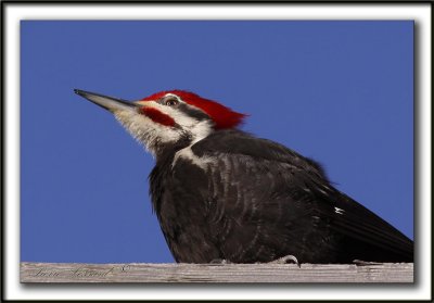 GRAND-PIC   /   PILEATED WOODPECKER    _MG_0734 a