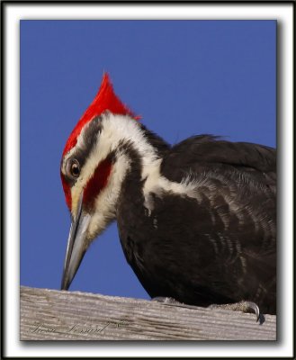 GRAND PIC /  PILEATED WOODPECKER