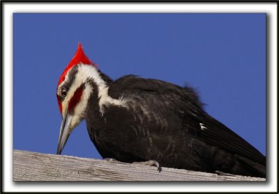 GRAND-PIC   /   PILEATED WOODPECKER    _MG_0745 a
