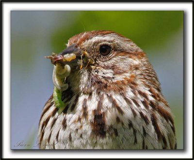 BRUANT CHANTEUR  /  SONG SPARROW   _MG_1013 a   -  Le repas des petits  /  Lunch for youngs