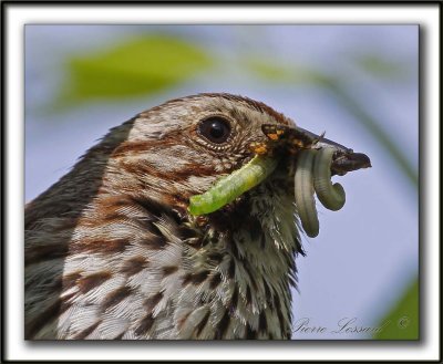 BRUANT CHANTEUR / SONG SPARROW      _MG_1026 a  -Belle prise / A caterpillar, a butterfly, and two sawfly larvae - what a meal!